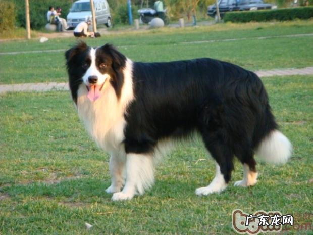 怎么知道小狗进到老龄化环节