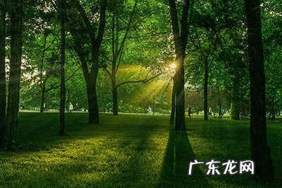 ps森林光影效果怎么做 PS树林透光效果制作方法