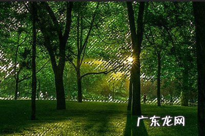 ps森林光影效果怎么做 PS树林透光效果制作方法