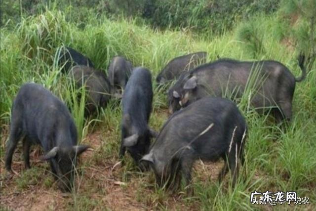 冷门暴利行业 农村将来的暴利行业会是什么,目前最赚钱的暴利行业