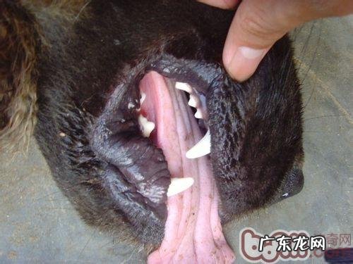 分辨藏獒年纪的一般规范