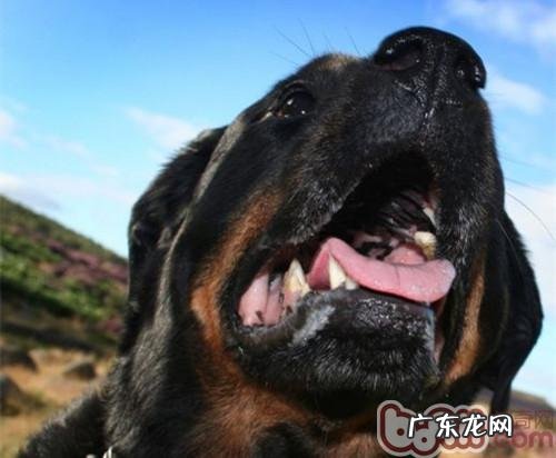 罗威纳的类型有哪些