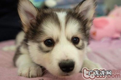 小狗蛋白过多的伤害