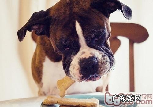 给小狗吃甜食的常见问题