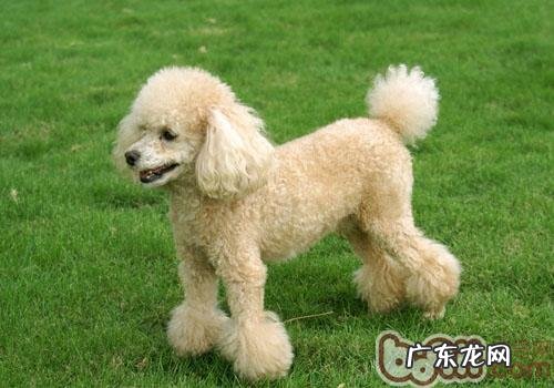 带您看懂宠物饲料标识