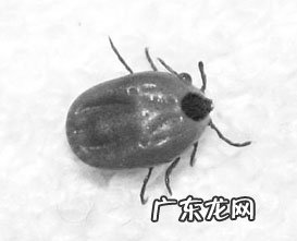 给约克夏除虫的好多个关键点