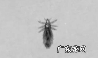 给约克夏除虫的好多个关键点