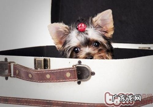 约克夏牙齿护理三关键点