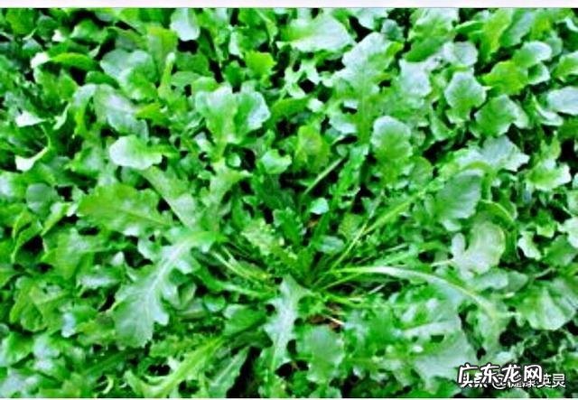 备孕女吃什么蔬菜比较好?