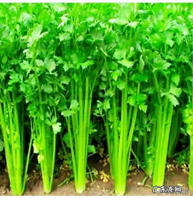 备孕女吃什么蔬菜比较好?