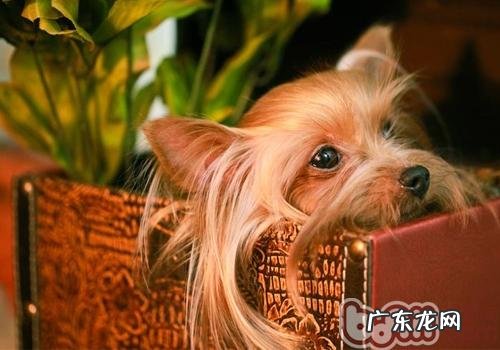 怎么训练约克夏尿尿