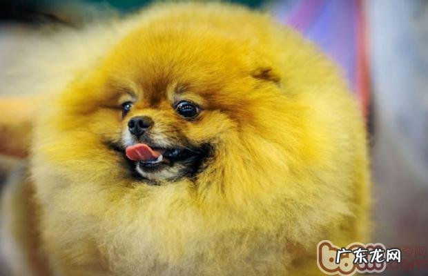 有关给狗狗吃蛋黄的几类叫法