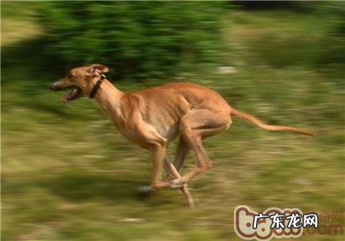 灵缇犬吃什么食物