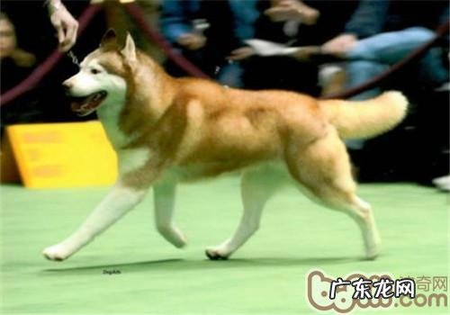 怎么判断金毛纯不良