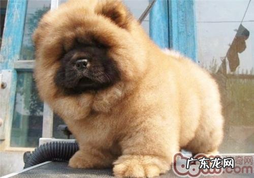 松狮春天掉毛该怎么办