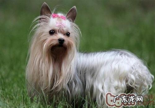 怎么让约克夏已不胆怯