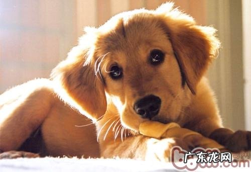 有关给狗狗啃骨头的一些叫法