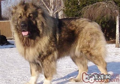 高加索犬饲养方式