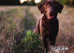 內外兼具培育出小狗亮丽头发