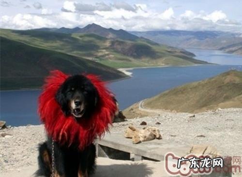 藏獒犬的外型归类