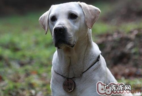 孕妈妈和小宠物怎样兼顾