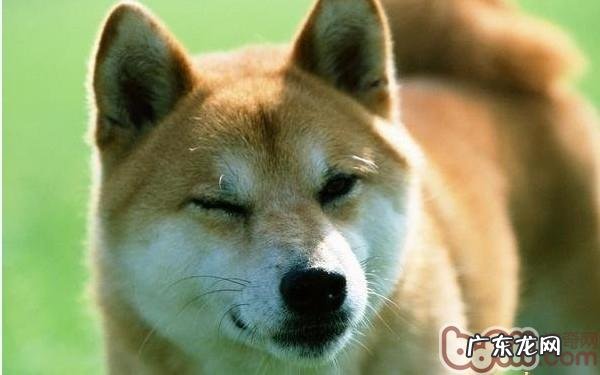 小狗对主人家味道的独特反映