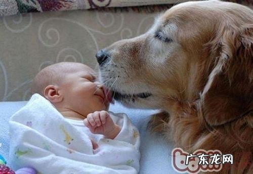 孕妈妈和小宠物交往关键点