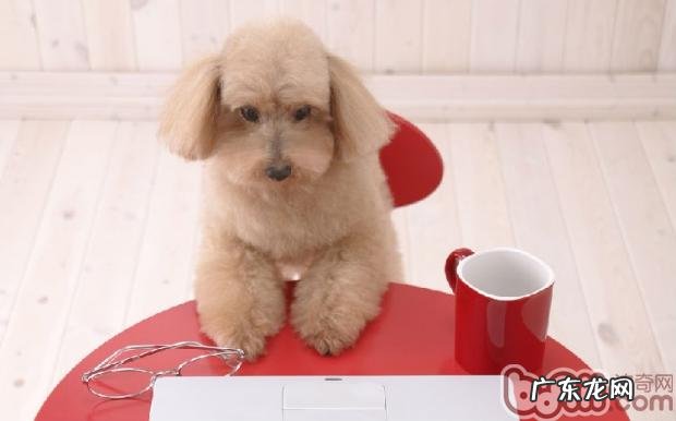 孕妈妈必须为小狗做的事