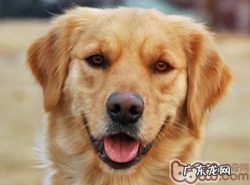 怎么知道小狗吃饱