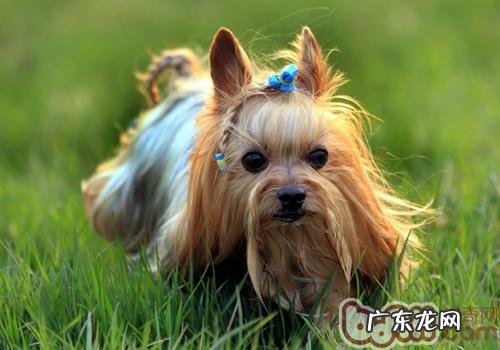 约克夏交配需慎重