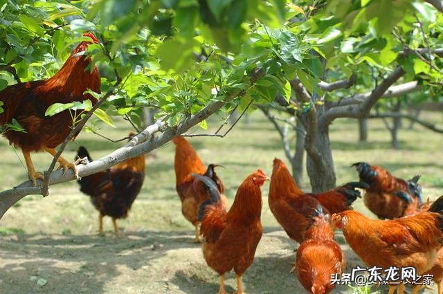 适合农村的养殖项目有哪些养殖什么销路好