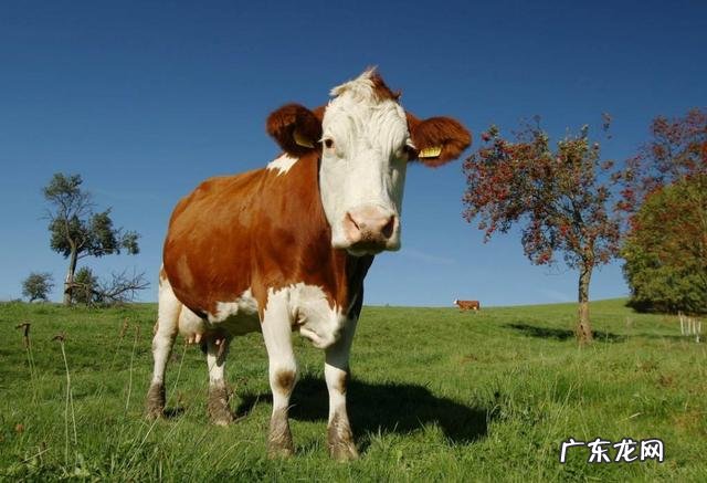 适合农村的养殖项目有哪些养殖什么销路好