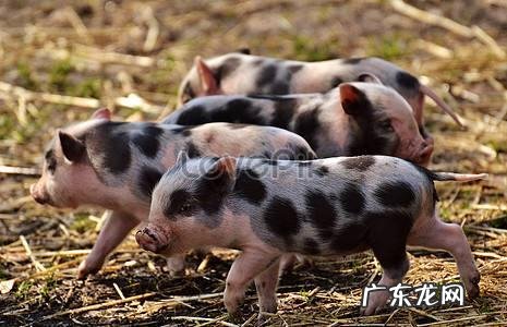 适合农村的养殖项目有哪些养殖什么销路好