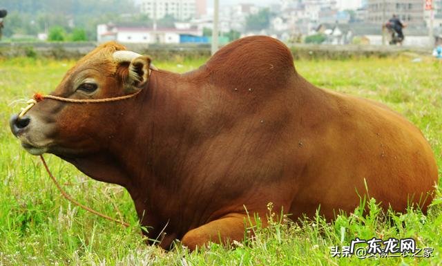 适合农村的养殖项目有哪些养殖什么销路好