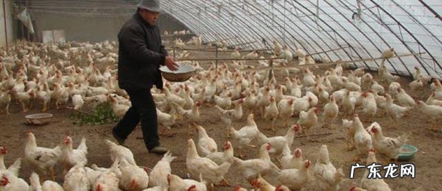 适合农村的养殖项目有哪些养殖什么销路好