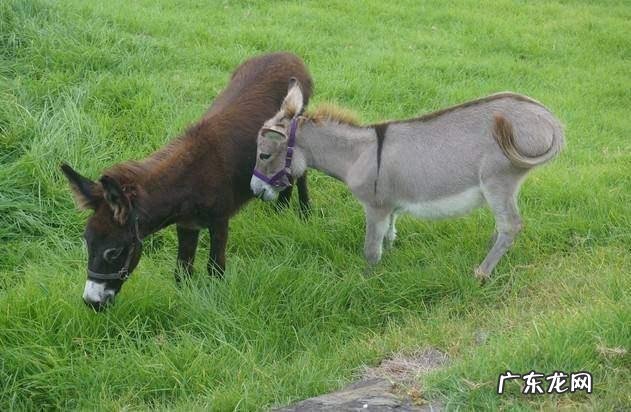 适合农村的养殖项目有哪些养殖什么销路好