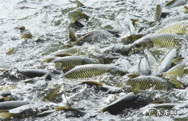 适合农村的养殖项目有哪些养殖什么销路好