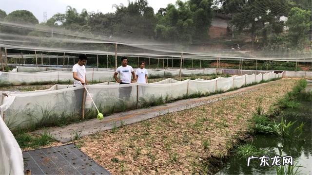 适合农村的养殖项目有哪些养殖什么销路好