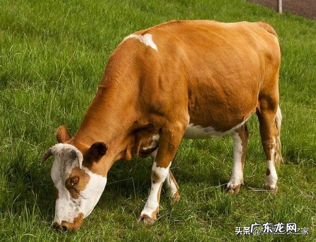 适合农村的养殖项目有哪些养殖什么销路好