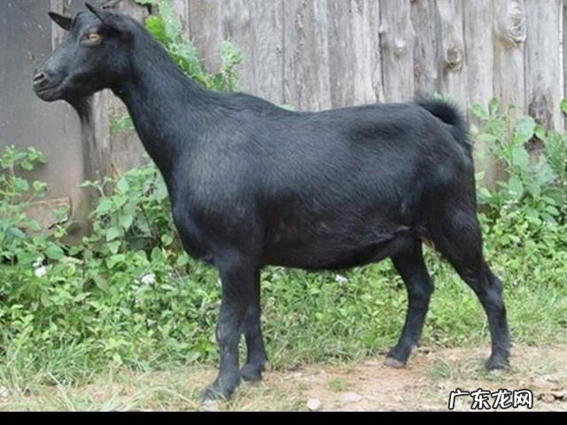 适合农村的养殖项目有哪些养殖什么销路好