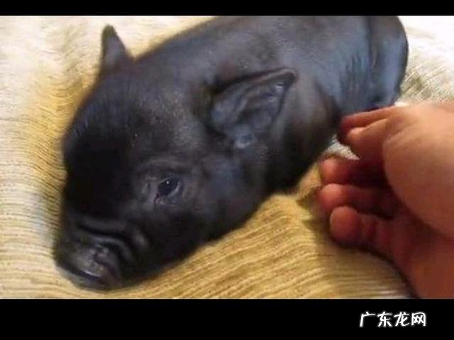 适合农村的养殖项目有哪些养殖什么销路好