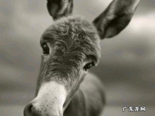 适合农村的养殖项目有哪些养殖什么销路好