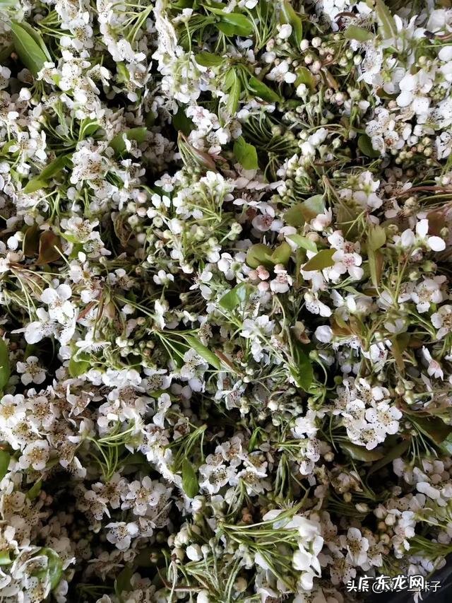 想在农村开间小作坊,带动村民的收益,请问可以做什么项目