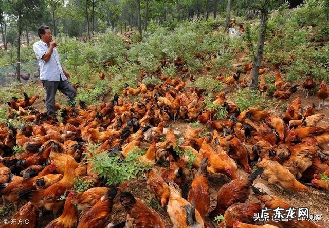 有个朋友想回农村创业,搞个小作坊,有没有推荐项目