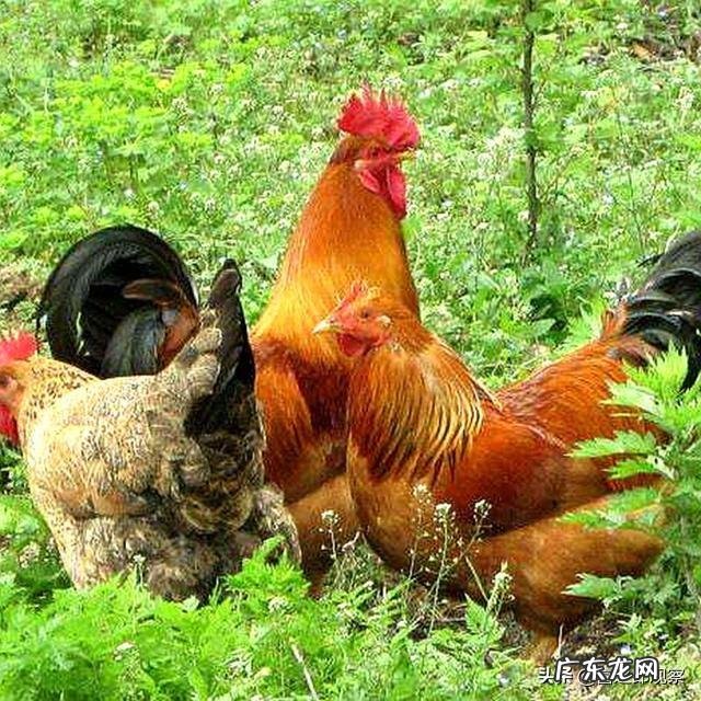 有个朋友想回农村创业,搞个小作坊,有没有推荐项目