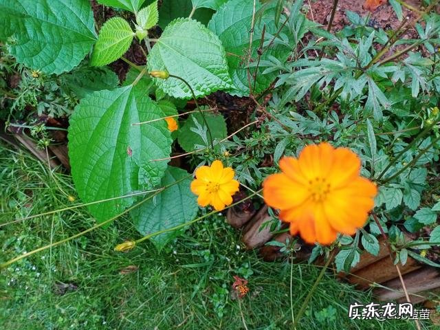 有个朋友想回农村创业,搞个小作坊,有没有推荐项目