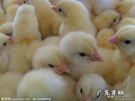 疫情过后,在农村有哪些投入小,收益好的创业项目推荐