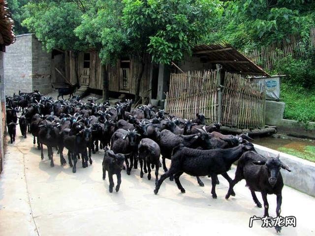 疫情过后,在农村有哪些投入小,收益好的创业项目推荐