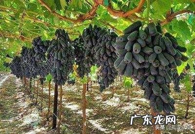 在农村做什么生意好呢最好是收入比外出打工的还多