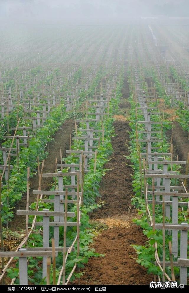 在农村做什么生意好呢最好是收入比外出打工的还多